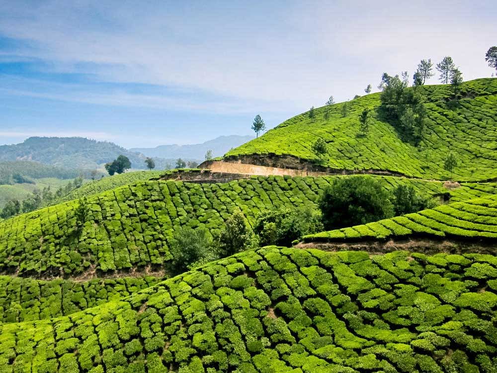 Bright green tea plantation hills in Munnar