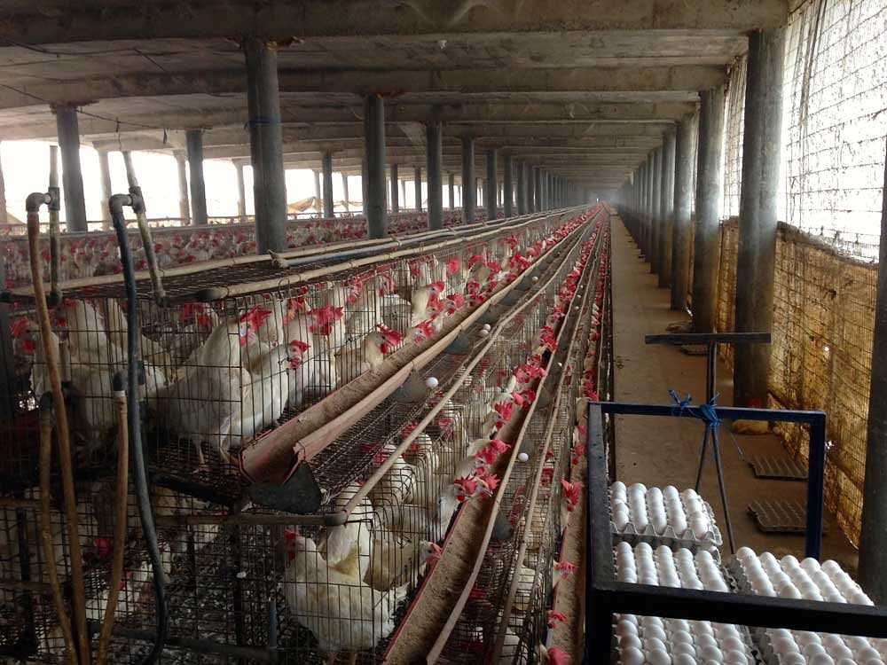 High antibiotic resistance found in Indian poultry