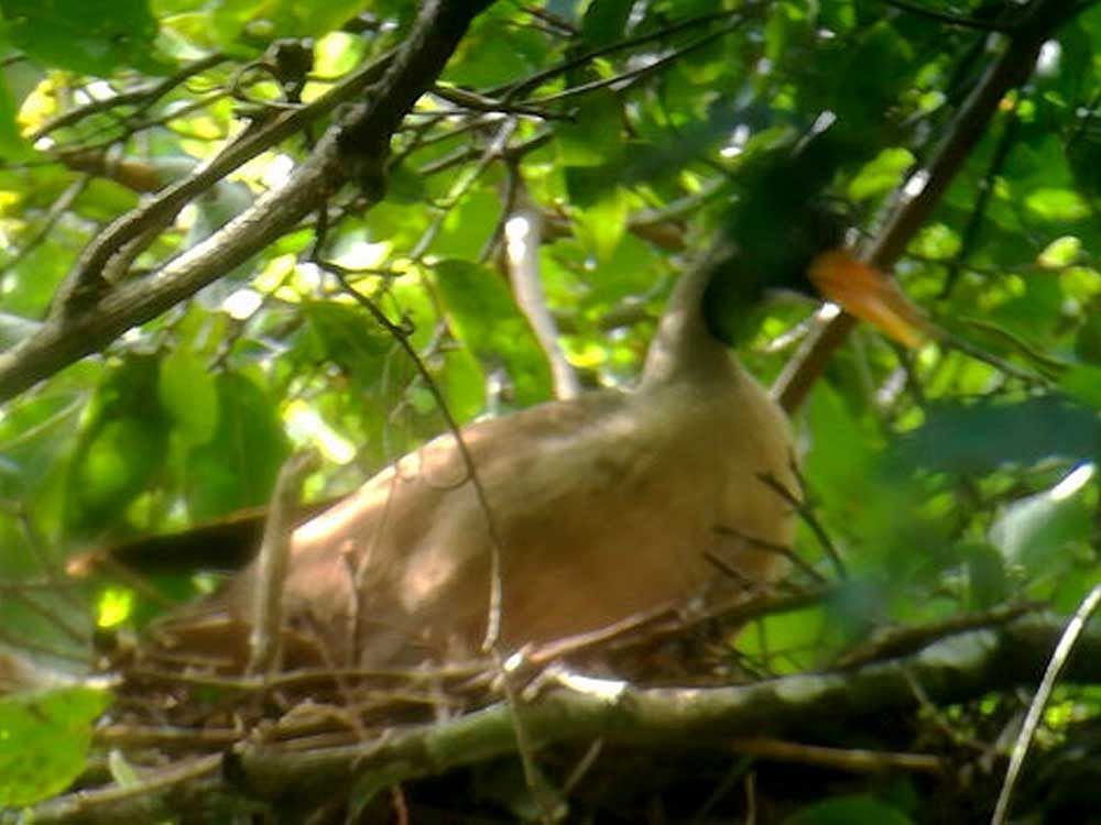 The New York-based Wildlife Conservation Society said in a statement on Thursday, July 20, 2017 that its researchers, along with conservationists from Environment Ministry and local residents, found a nest of Masked Finfoot, along the Memay river in the Kulen Promtep Wildlife Sanctuary in Cambodia's northern Preah Vihear Province. It said the site is the only confirmed breeding location in Cambodia for this very rare species. Photo via Twitter.