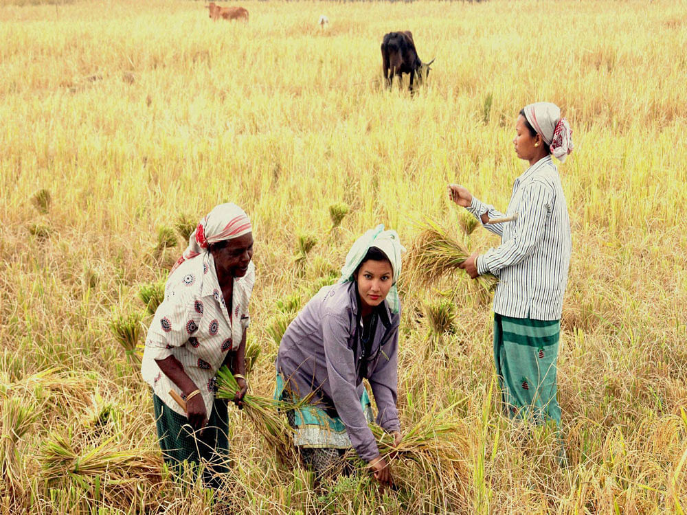 Pradhan Mantri Fasal Bhima Yojan (PMFBY), launched in 2015, is being implemented by five public and 13 private insurance companies which are empanelled. Under the scheme, premium to be paid by farmers is kept low and the claims are fully settled. Representational Image. Photo credit: PTI.