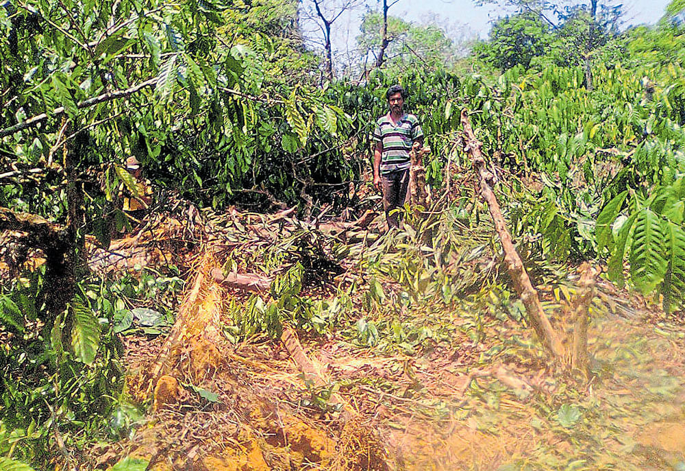 Wild elephants have damaged coffee plants at Honnekool in Oorubage gram panchayat in Mudigere taluk. DH photo