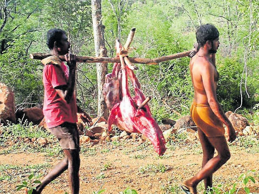 Poachers carry deer meat at Cauvery Wildlife Sanctuary.
