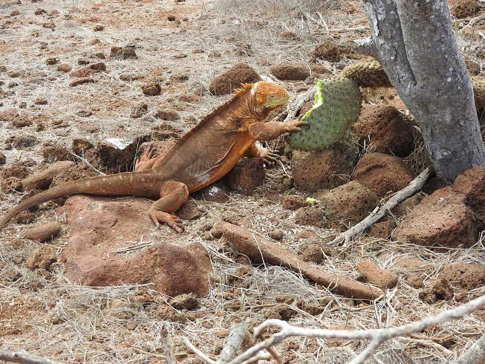 Iguana feeding on opuntia: These ferocious looking reptiles are vegetarian and feed primarily on the Opuntia cactus.