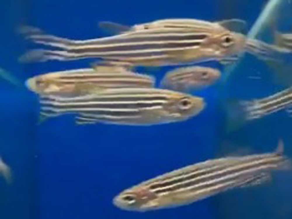 Zebrafish have the remarkable ability to regain full movement within four weeks of injury to their spinal cord. Screen grab.