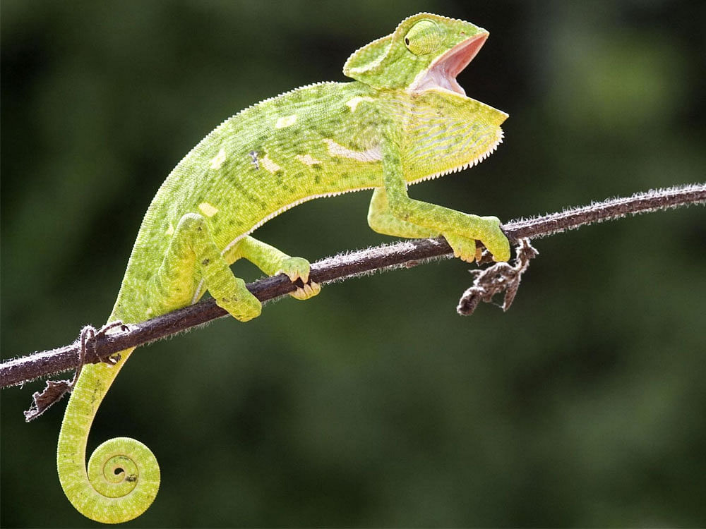 While science has been able to replicate the ability of animals such as chameleons, octopus and squids to change colour with artificial skin, the colour changes are often only visible to the naked eye when the material is put under huge mechanical strain. DH File Photo