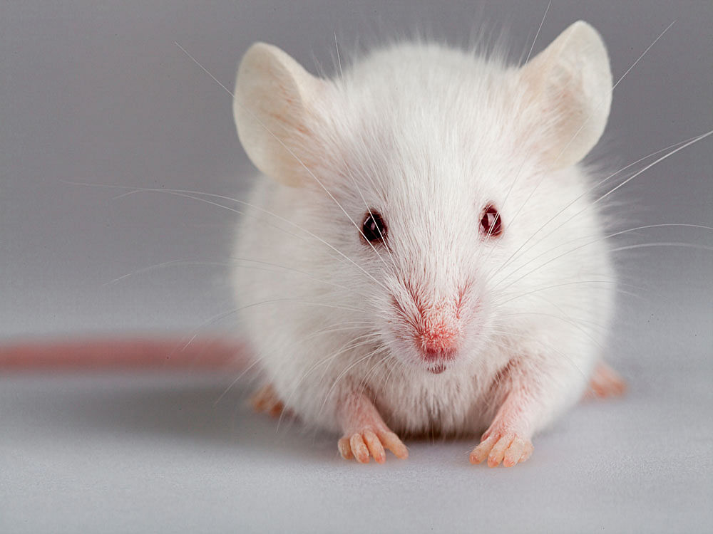 The scientists created a mouse that had a version of the Ascl1 gene in its Muller glia. The gene was then turned on with an injection of the drug tamoxifen. File Photo