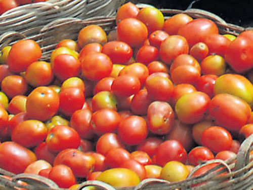 Unlike onion and potato, the shelf life for tomato is very short and it needs cold chains and modern warehouses for storage and transportation, ASSOCHAM states in the paper.