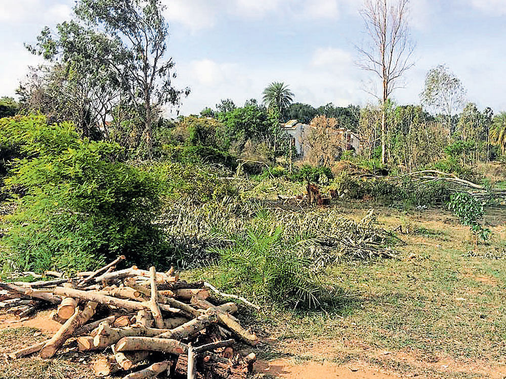 BBMP has plans to axe at least 140 trees to build a  one-kilometre road connecting Whitefield with Outer Ring Road from Hope Farm Junction to ECC Road Junction.