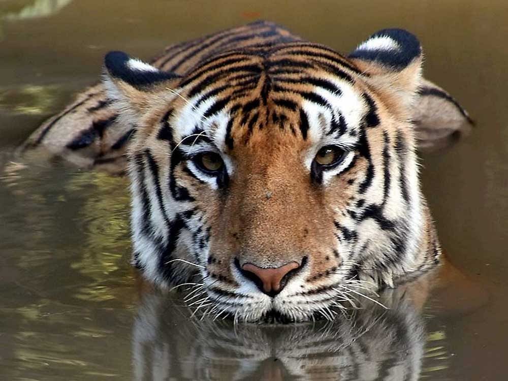 On Global Tiger Day, the WWF urged tiger-range governments to strengthen anti-poaching efforts and crack down on the severe wildlife snaring crisis that is threatening wildlife across Asia, especially the world's remaining wild tigers, which number only around 3,900.  Press Trust of India file photo