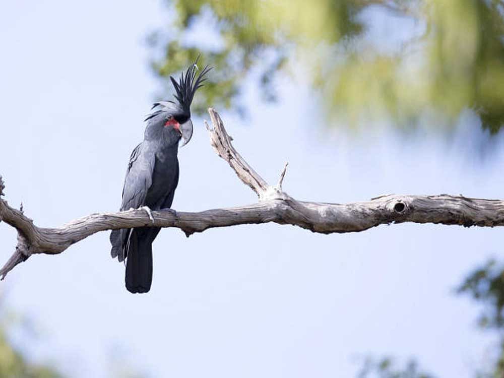 Palm cockatoos from northern Australia modify sticks and pods and use them to drum regular rhythms