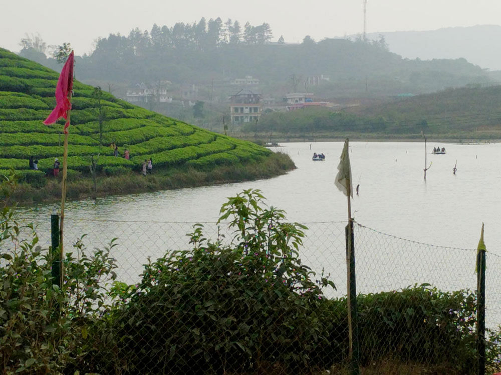 Green Slant: the tea garden adjacent to Vagamon Lake, Kerala. Photo by Author.