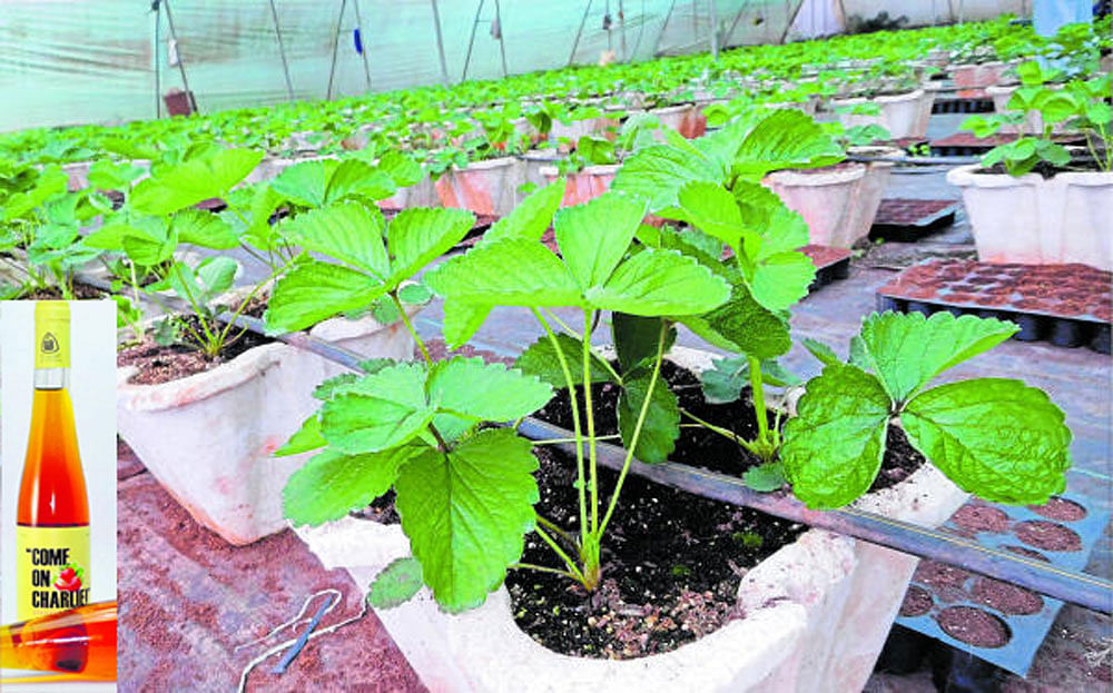 Strawberry plants in pots in Mahableshwar. (Inset) Strawberry wine bottle.