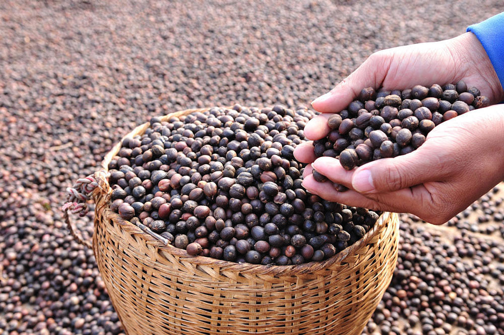 Dried berries coffee beans on hands.