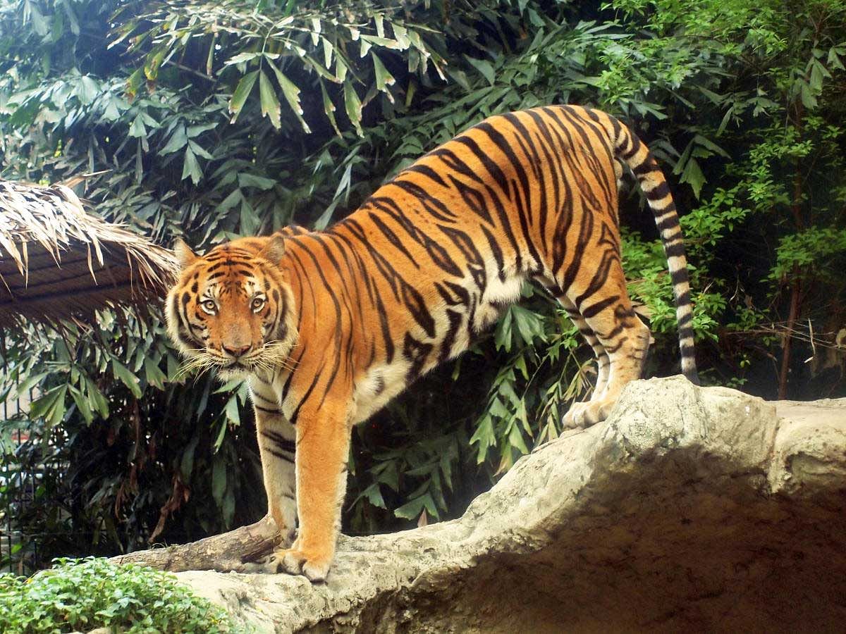 Formidable Sundarbans tigers are a little smaller and slimmer than those elsewhere in India, but are extremely powerful. PHOTO CREDIT: Dibyendu Ash