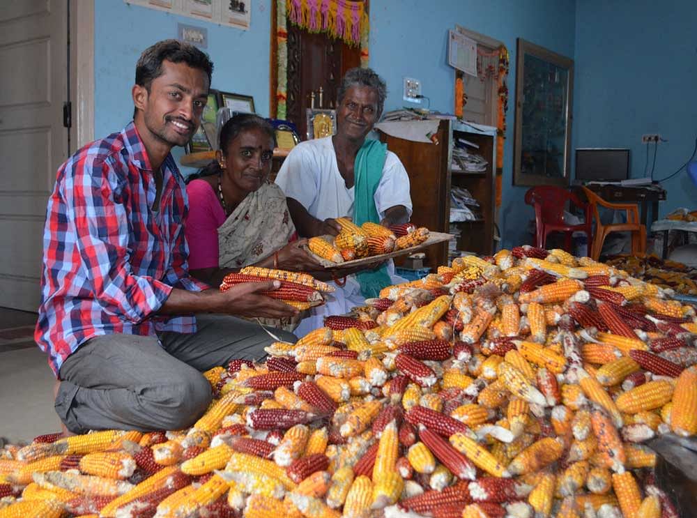 Photo by Abhilash and his parents with the harvest of coloured maize. Photo by Ruthuparna K