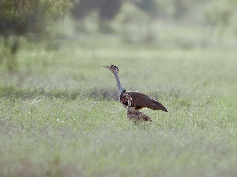 Great Indian Bustard with a chicken in the Desert National Park in Jaisalmer district. Anoop K R