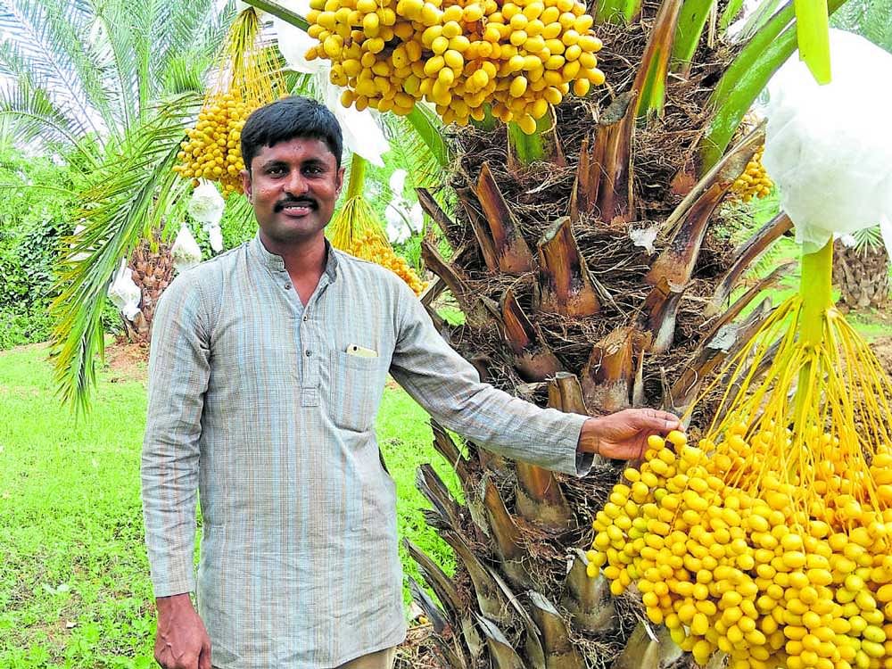 innovative:  Diwakara in his date palm farm near Gauribidanur. photo by author