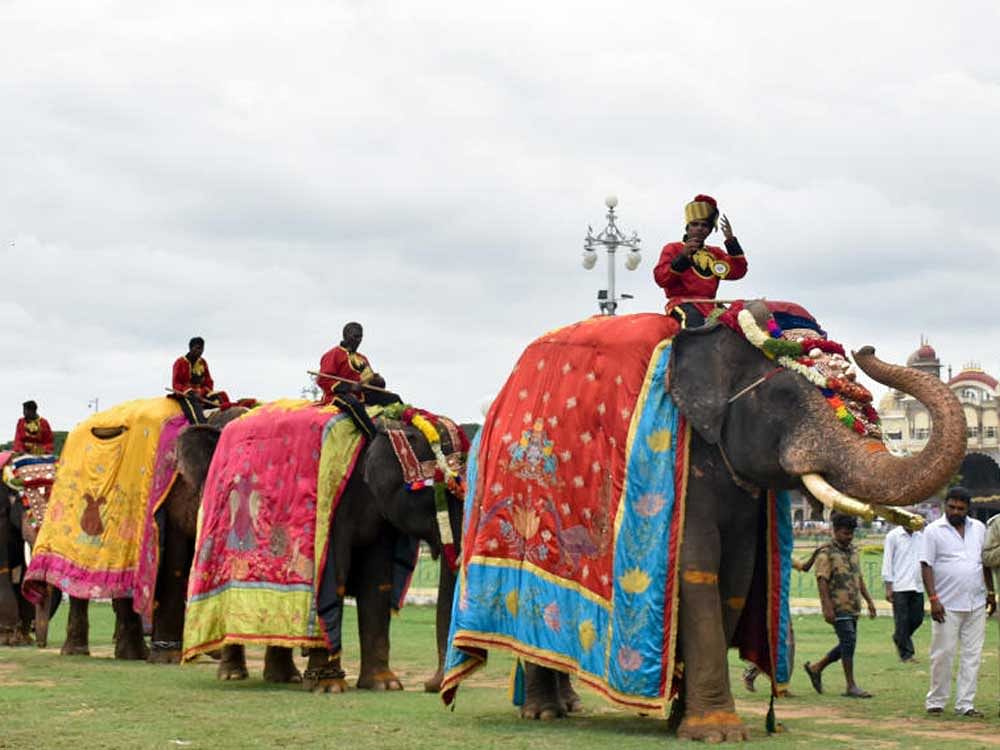The first batch of eight elephants arrived at the Mysuru Palace ahead of the Dasara  celebrations in Mysuru on Thursday. dh photo
