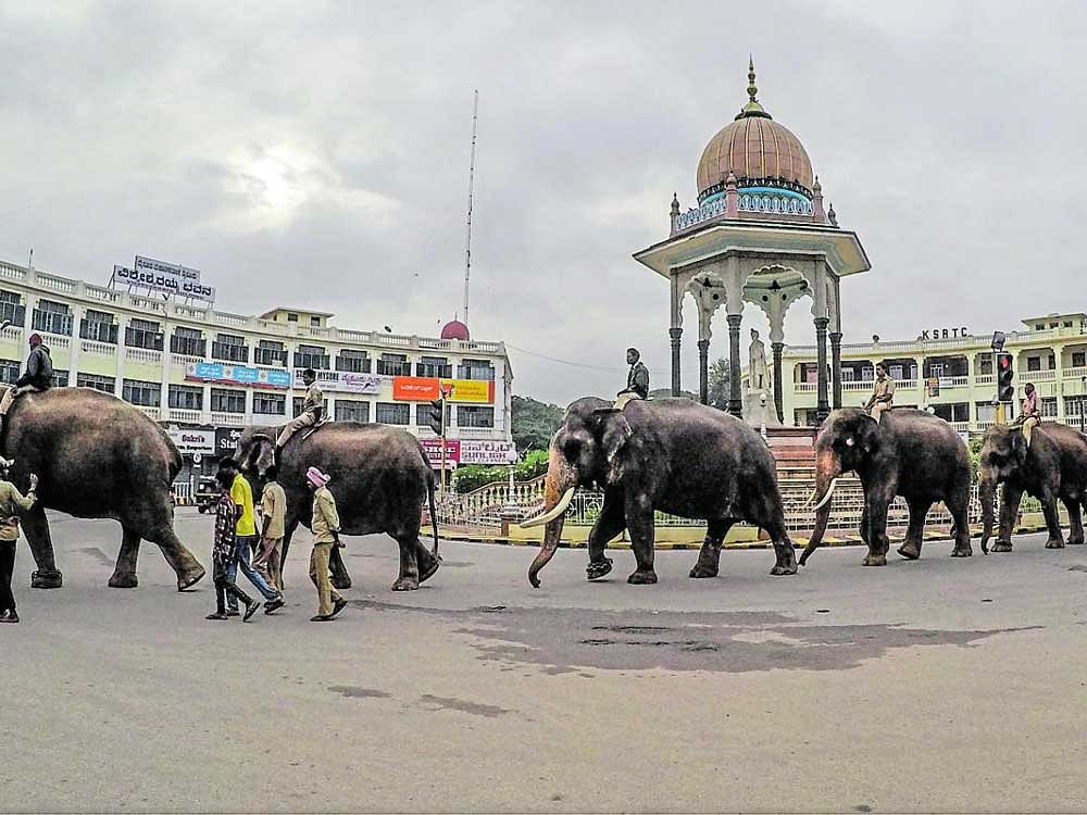 Dasara elephants march near the K R Circle in Mysuru on Saturday.
