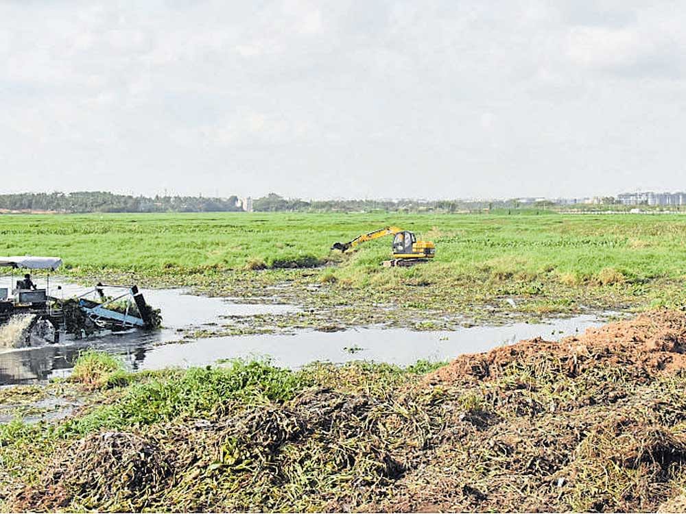 Workers hired by the BDA are busy cleaning Bellandur lake, a day before the National Green Tribunal (NGT) takes up another hearing over the status of the waterbody. DH PHOTO