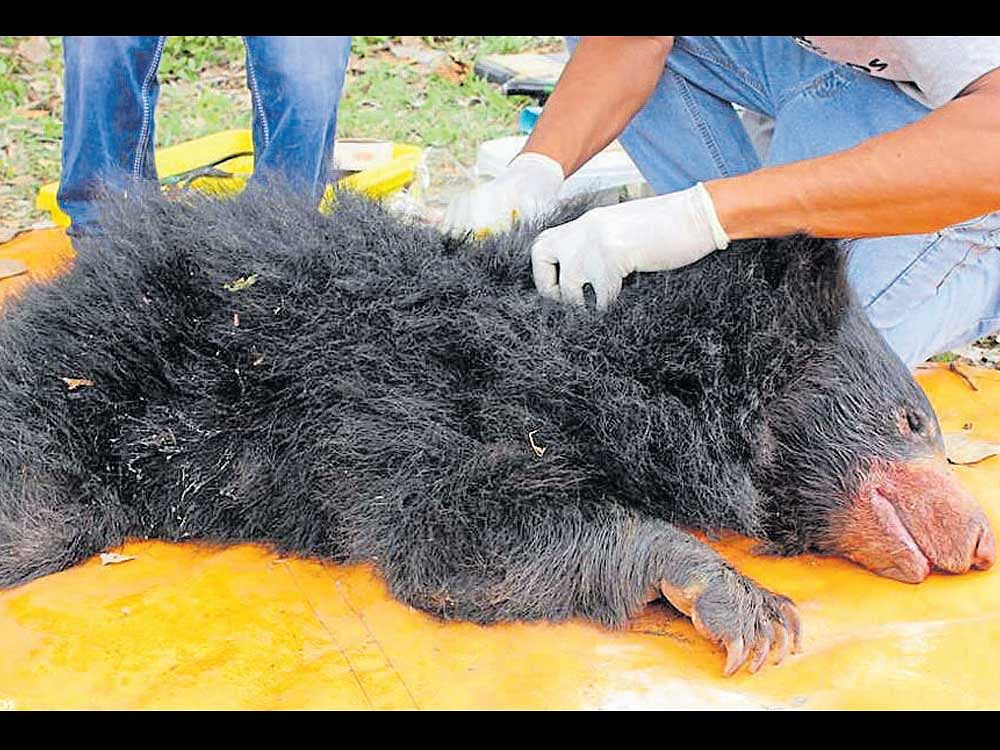 The Wildlife SOS team attends to the injured bear cub.