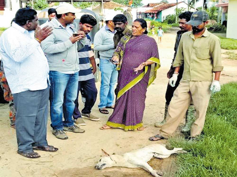 The stray dog that created fear among the residents of Belur was caught  by the TMC employees, in Belur on Thursday. However, the dog died during the operation.