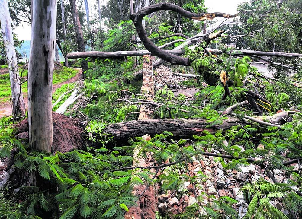 Trees uprooted and blocked the RV Teachers College Road. DH Photo