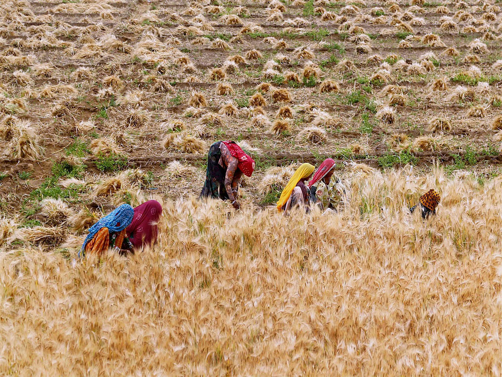 The release said that loans of Re 1 to Rs 100 of 4,814 eligible farmers have been redeemed while 6,895 farmers have been redeemed of money from Rs 100 to Rs 500. File Photo