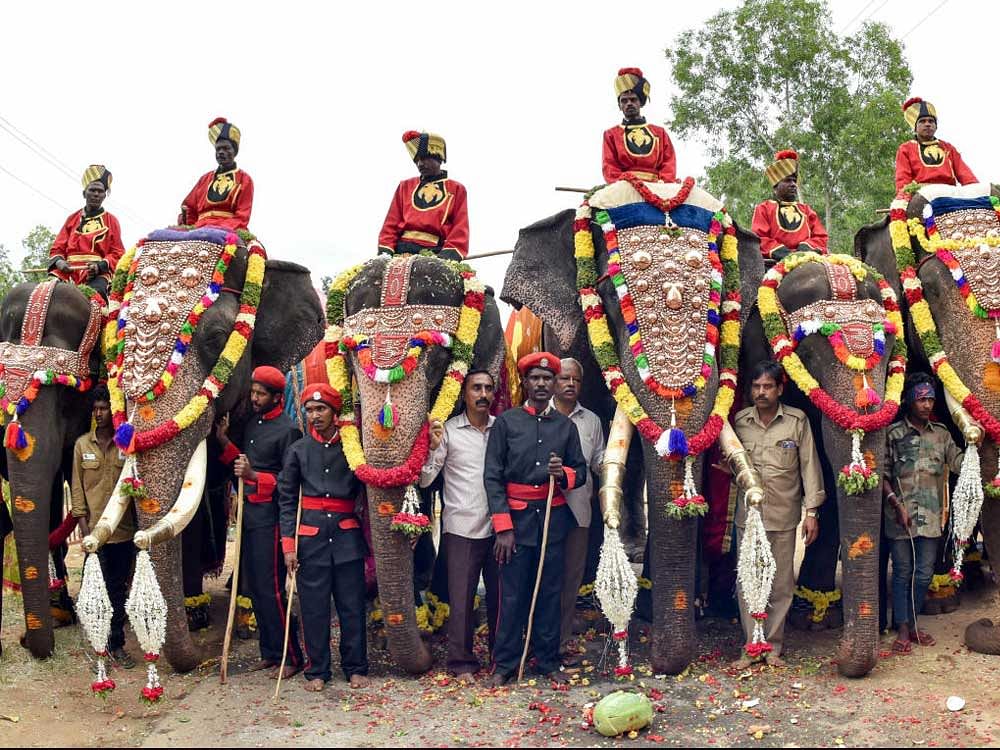 Elephants being taken out on procession as part of Dasara festivities.