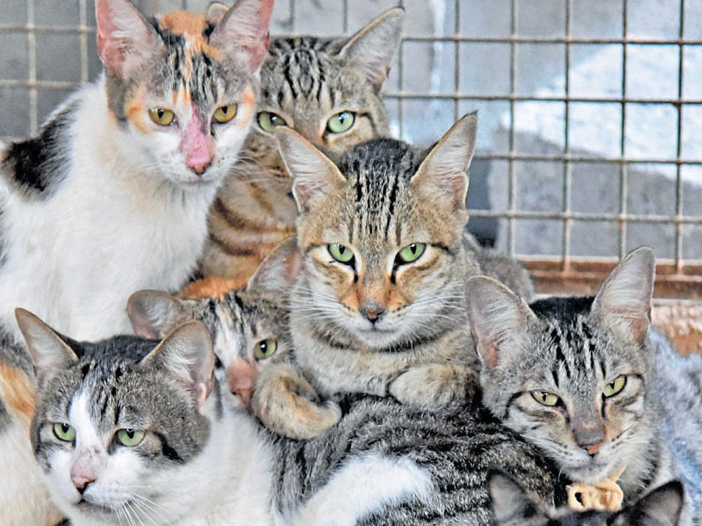 The study found that feral cats kill 316 million birds and pet cats kill 61 million birds in Australia every year. Representational Image. File photo.