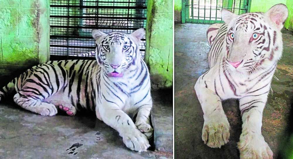 Vanya and Jhansi, the white tiger cubs which mauled Anji to death in Bannerghatta Biological Park on Saturday. DH photo