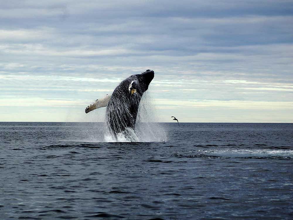 THREATENED A humpback whale breaching the surface of the ocean. NYT Photo