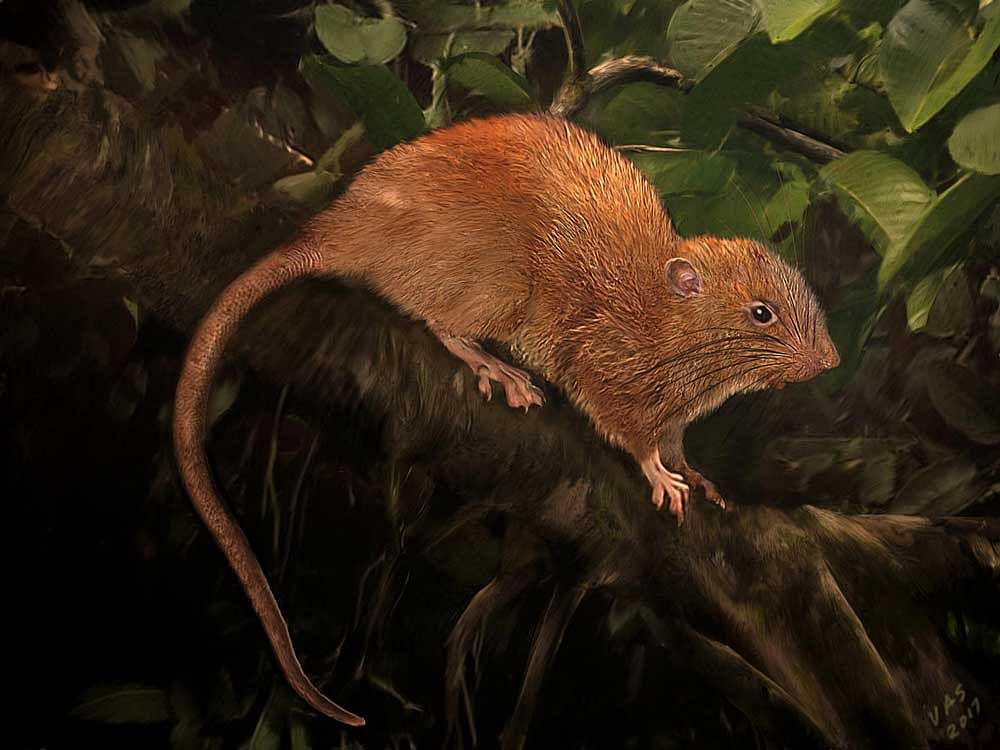 GIANT RAT An illustration of Uromys vika perched on a tree trunk.