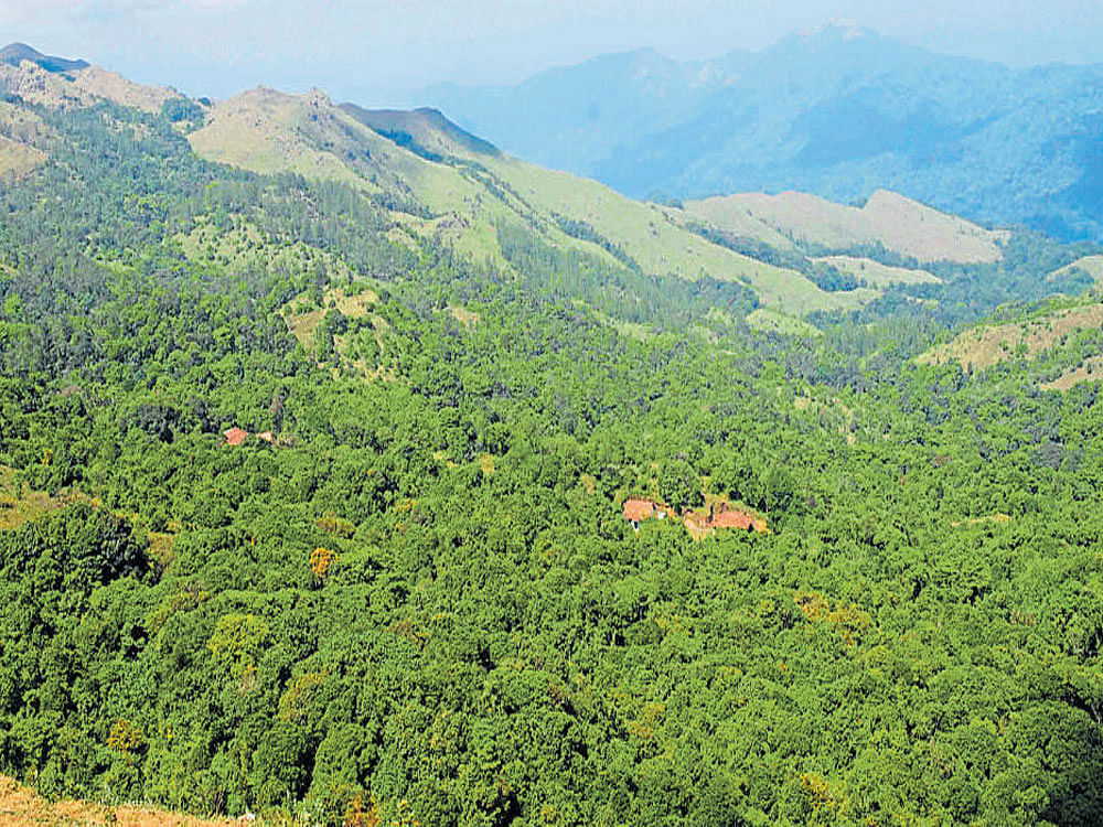 Ashisara, who is the president of Vriksha Laksha Andolana, also urged the Centre to halt the state's decision to allocate 1,000 hectares of deemed forest area for granite mining in Shivapura village near Navilugudda in Tarikere taluk of Chikkamagaluru district. File image for representation.