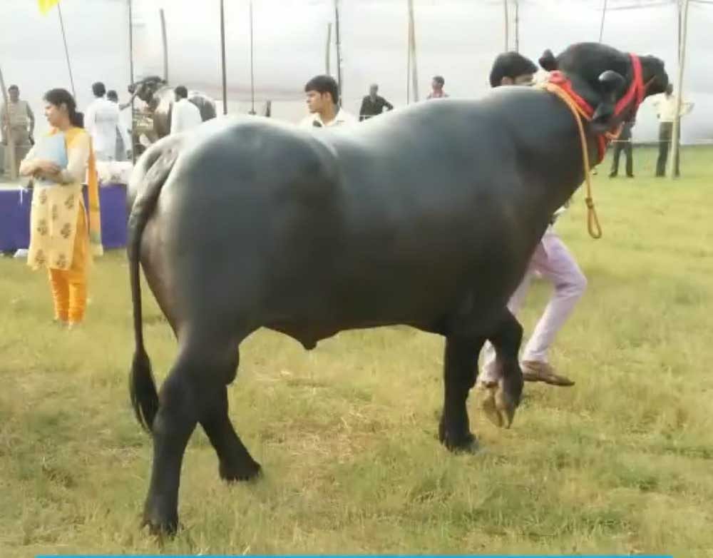 The Murrah bull, a rare breed, is a much-sought-after bovine in the area for mating buffaloes because of the quality of its semen.