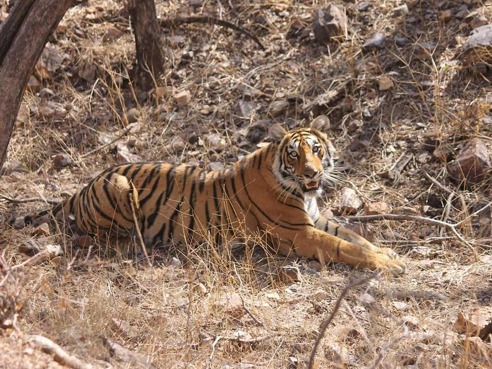Cause for concern A relatively homogeneous gene pool may spell trouble in the long run for tigers; (below) the team in a field study. PHOTOS BY Anubhab Khan & Prasenjeeth Yadav