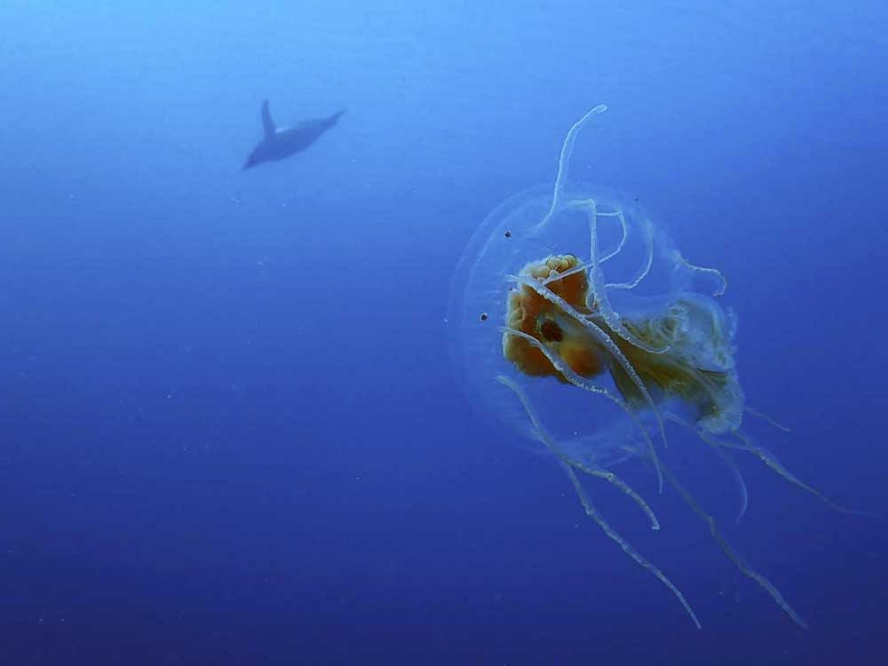 Who's eating jellyfish?