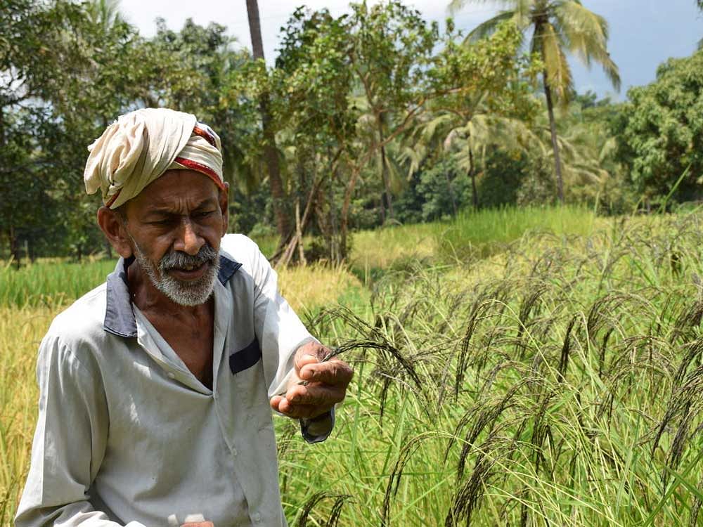 model farm B K Deva Rao in his paddy field in Mittabagilu village of Belthangady taluk; 'akki mudi', used to store rice; a rice diversity block. photos by author