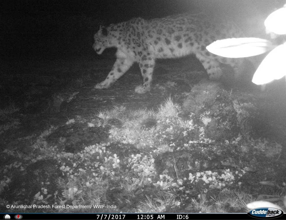 A snow leopard captured through camera trap method in one of the community-protected areas of Arunachal Pradesh.