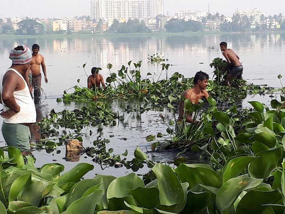 Villagers remove weed from Varthur lake whose waste weir had breached recently.