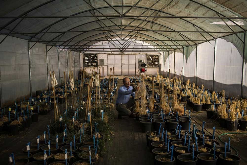 Seedh hunter: Ali Shehadeh at work in Terbol, Lebanon. Photo credit: Diego Ibarra Sanchez/NYT