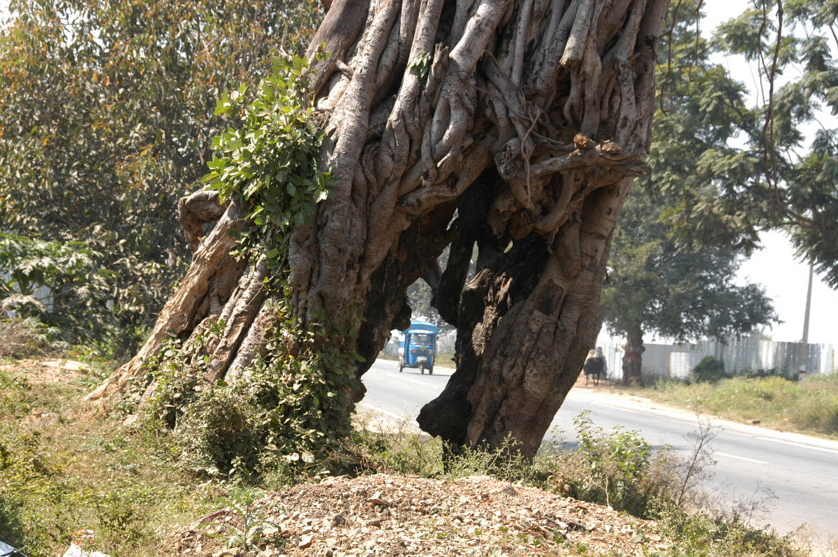 The National Highways Authority of India has obtained approval from the Forest department for felling of trees on either side of the highway, which starts from Dewan Madhav Rau Road in Basavanagudi.