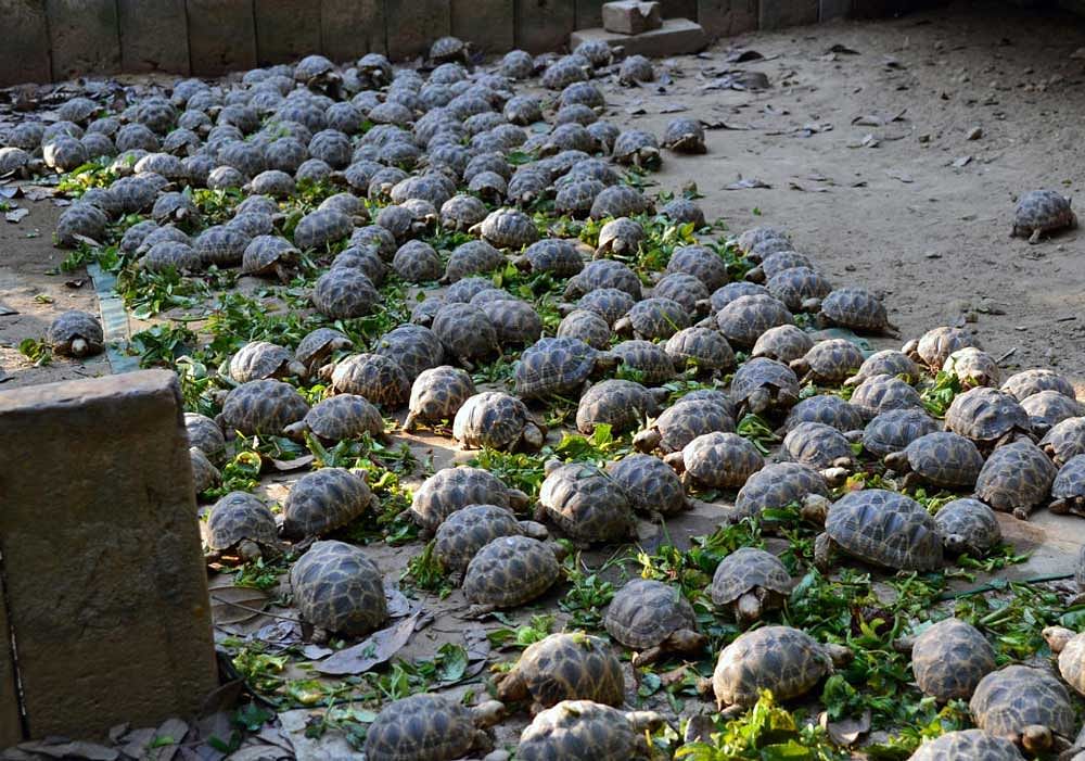 Burmese star tortoise hatchlings. PHOTO CREDIT: WCS/TSA