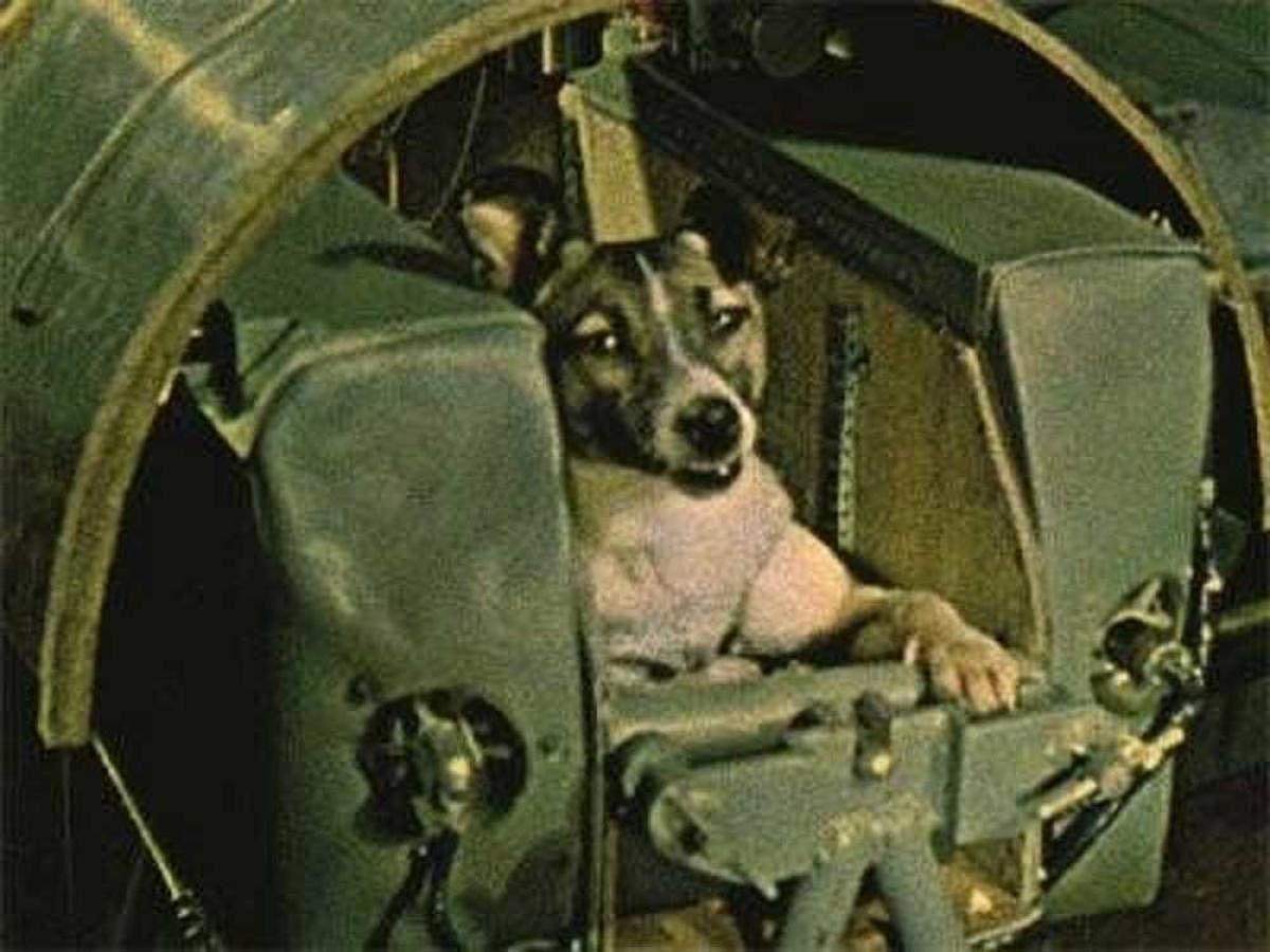 Dog star: Scientist recalls training Laika for space