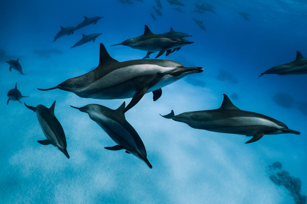 Spinner dolphins in Mauritius