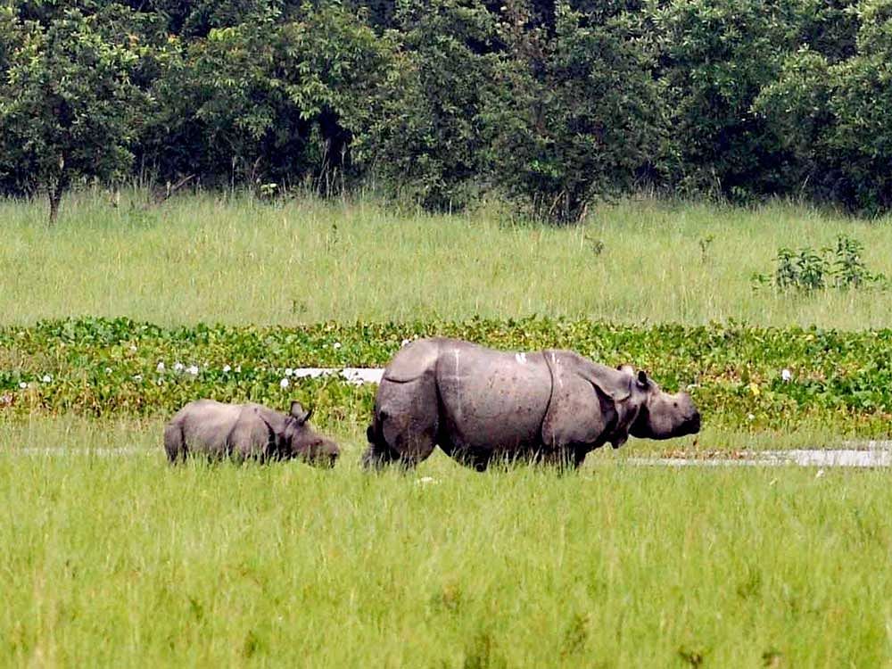 The rhino and her calf were gunned down near Tunekati Forest Camp under Burapahar Range of the Park on Saturday, KNP Divisional Forest Officer Ruhini Ballab Saikia told PTI. PTI Photo for Representation