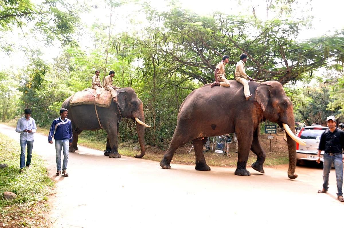 Dasara elephants in search operation for tiger at Antarasante Forest Range in H D Kote taluk, Mysuru, on Monday.