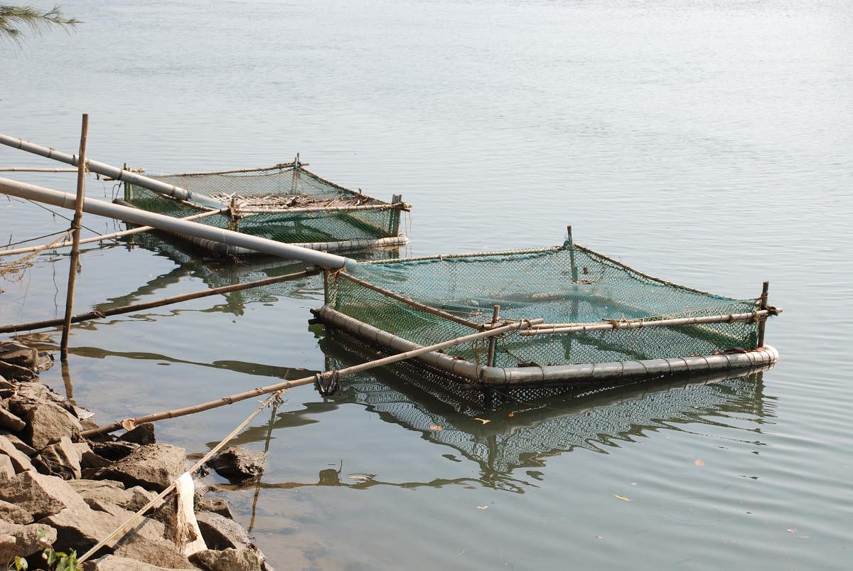A view of a cage for finfish farming.
