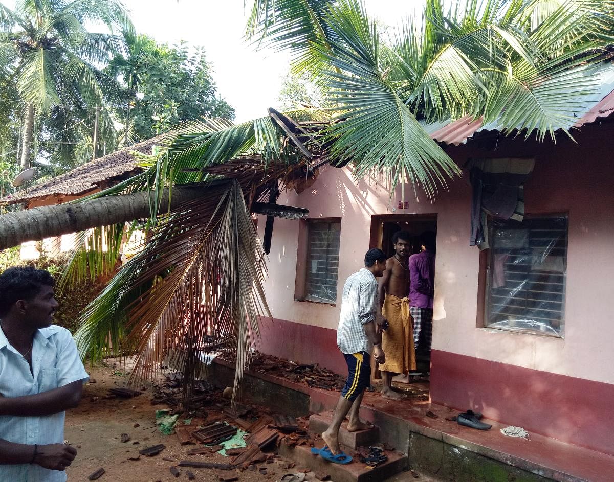 A coconut tree fell on the house of Baby Narayana Poojary, following heavy rain at Rayi in Bantwal on Monday night.
