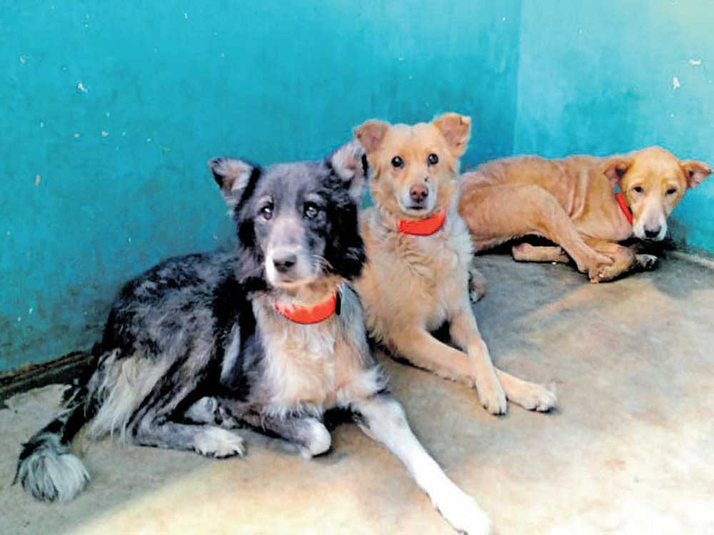 In the wild, dogs are most active in dawn or dusk, for which colour vision is not needed. File Photo